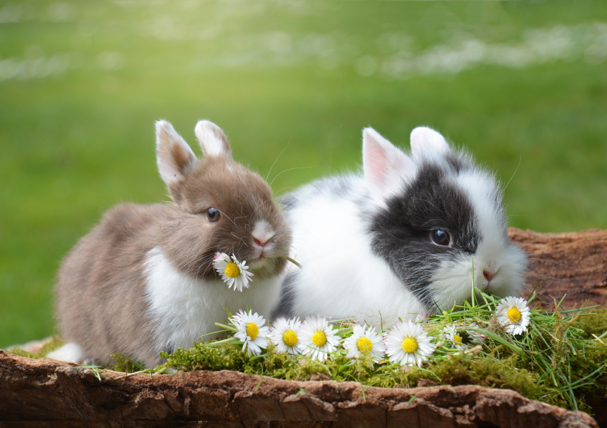 What materials are safe for rabbits to chew (2) What materials are safe for rabbits to chew?