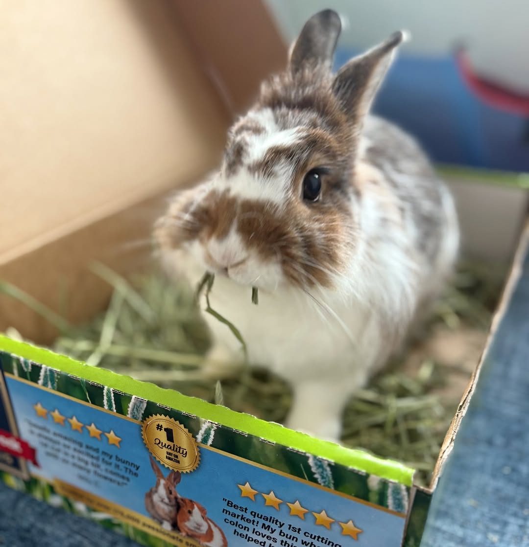 high quality hay high quality hay