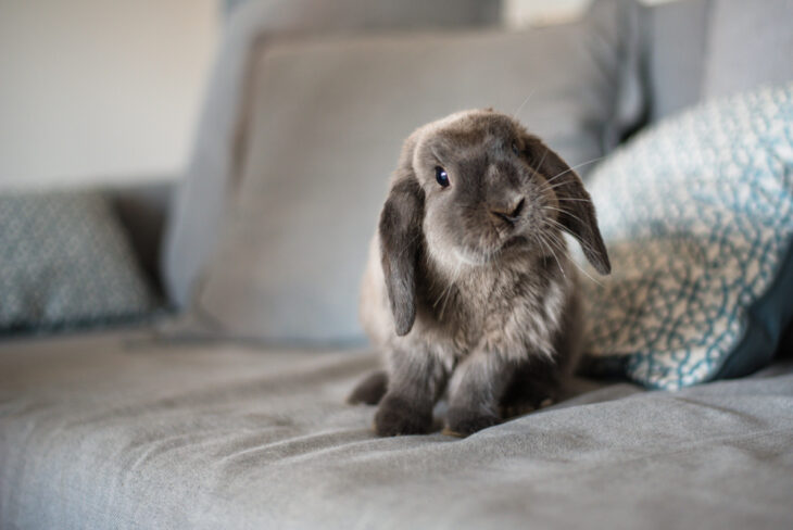 Cutie rabbit posing to the camera for a selfie