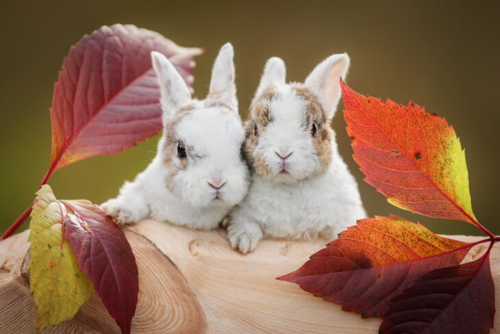 Two furry bunnies kicking up dirt with each joyful leap