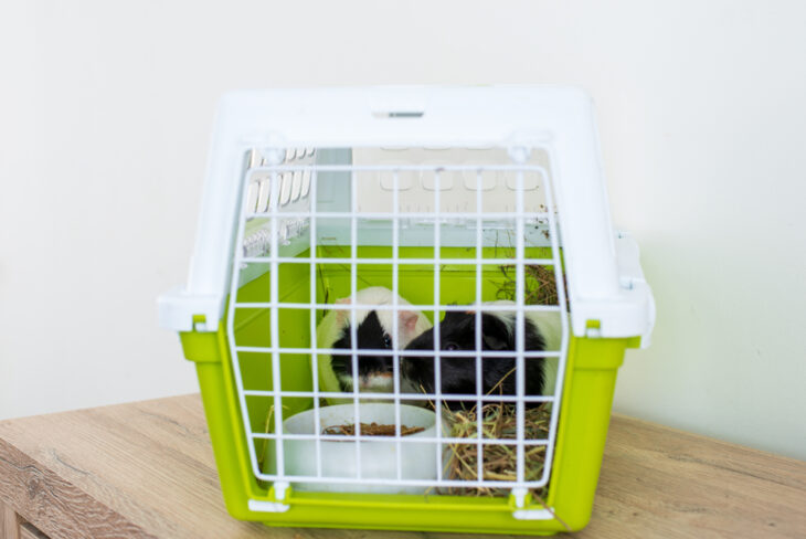 Traveling with guinea pigs in a carrier