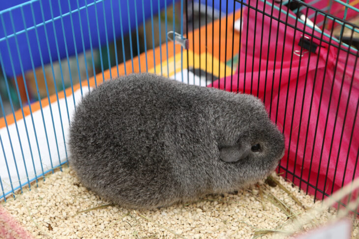 Guinea pig in a decorative carrier cage while traveling