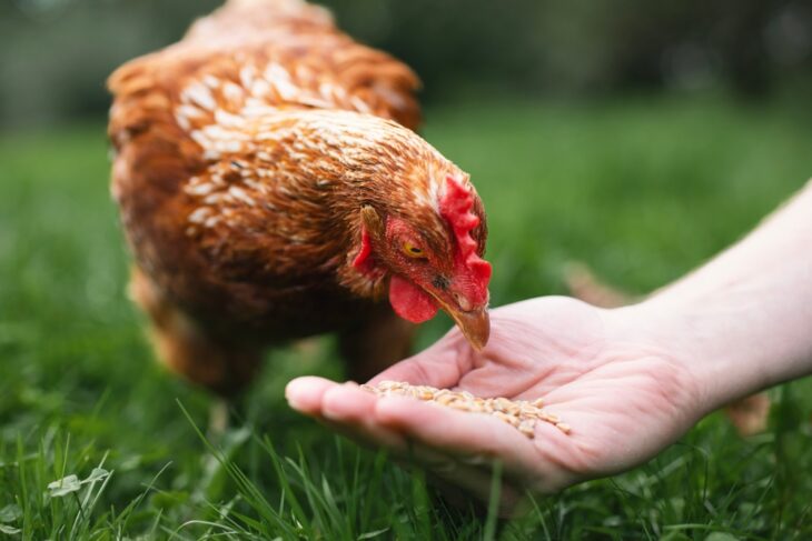 Chicken owner hand-feeding her chicken