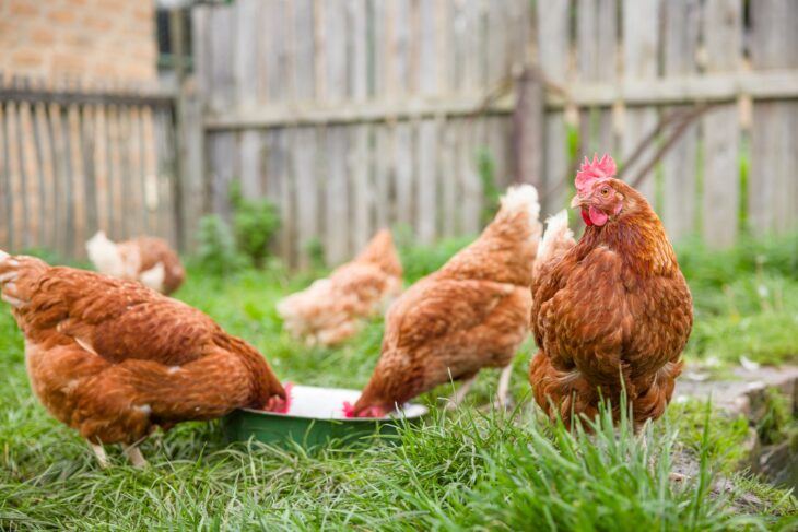 Chickens eating at the back of the yard