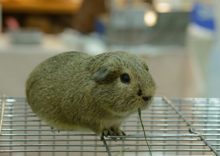 Brown guinea pig walking on cage while on the go