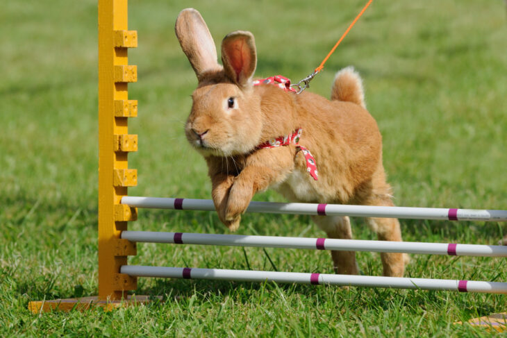 Fluffy bunny races across the grass with bursts of energy