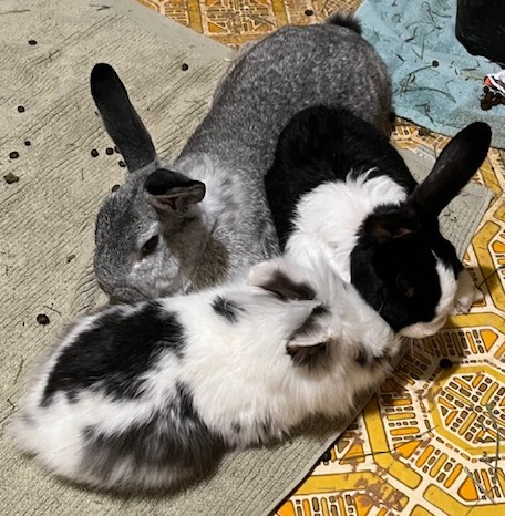 three aging bunnies three aging bunnies
