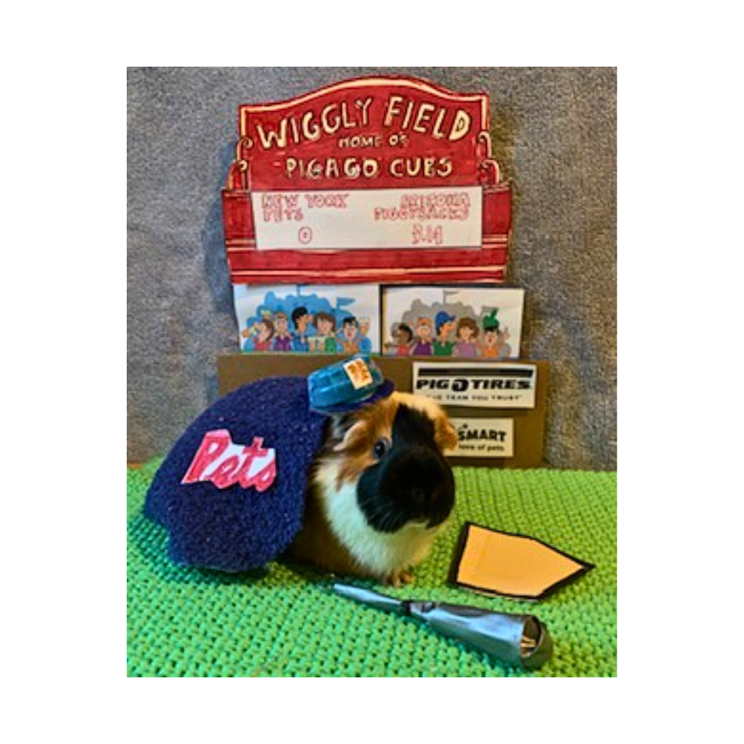 #10Guinea Pig Hoop at bat at Wiggly Field ⚾️