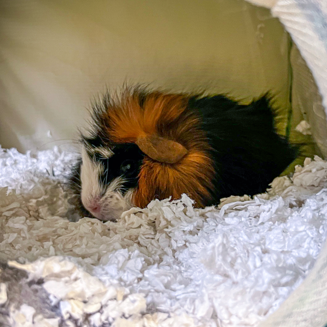 #3 Norbert @katy_vanest