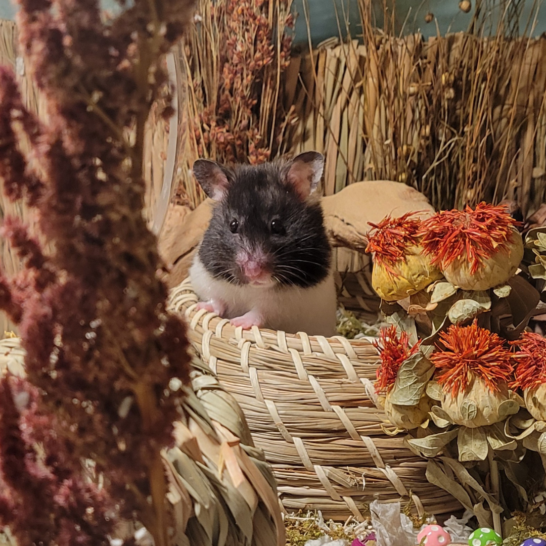 #4 Toffee @livslittlefloofs