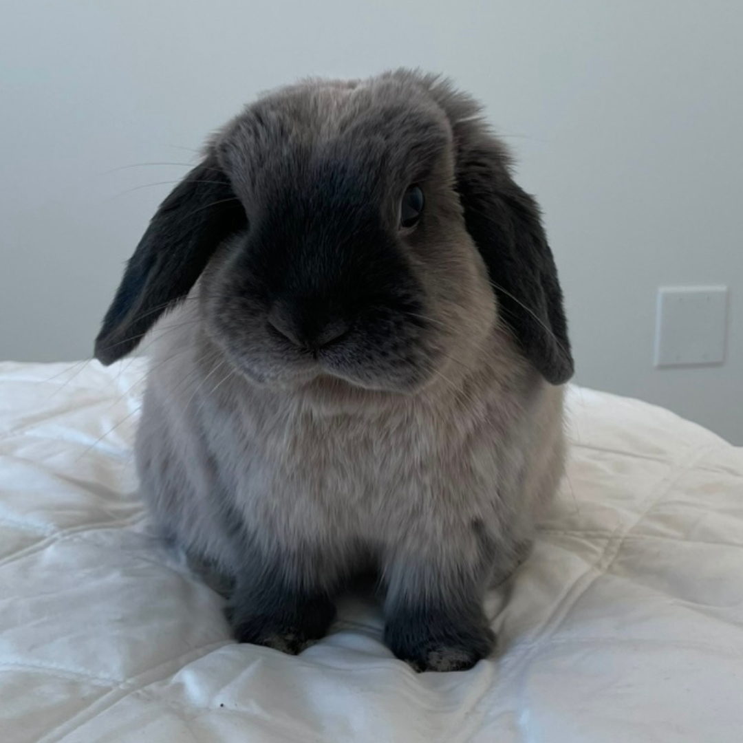 #7 Mr. BunBun