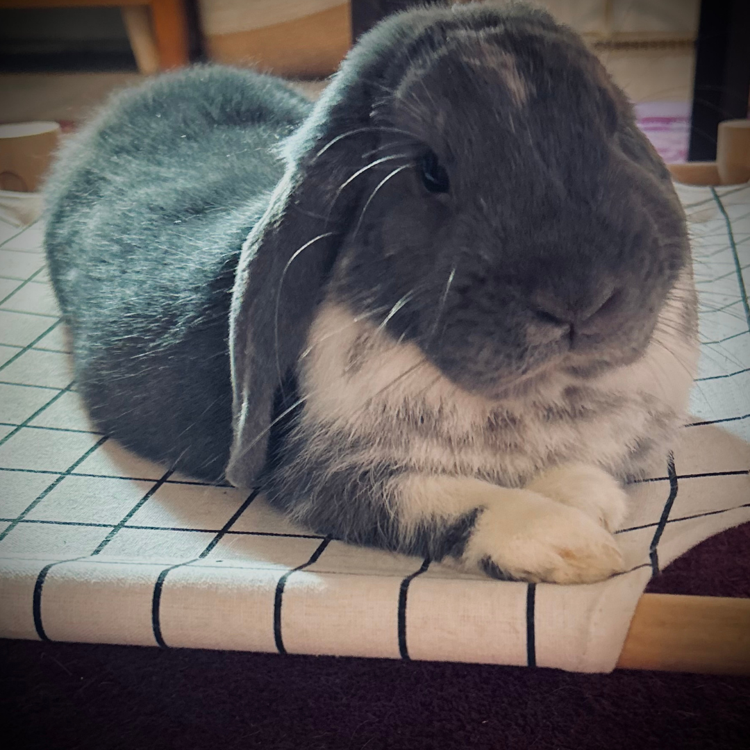 _ #8 Sherman @sherman.peabunny