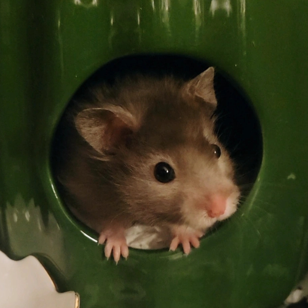 _#9 Milo @livslittlefloofs