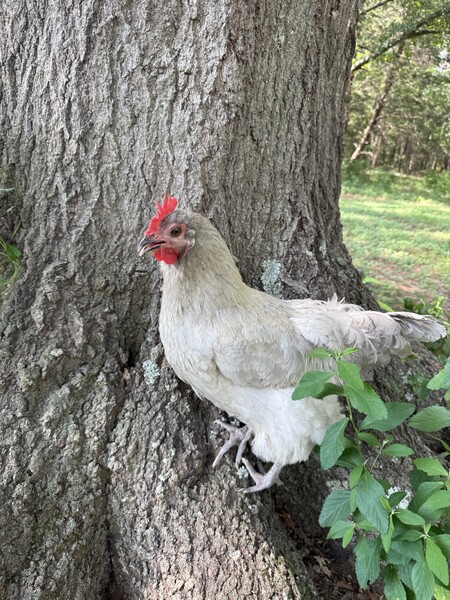 Blog Henrietta Featherbottom Facts