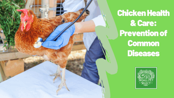 Vet examining chicken health for some common diseases