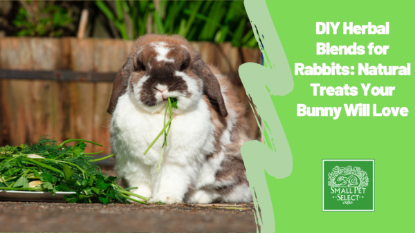 A french lop rabbit eating green selection of plants and herbs outside on a sunny day