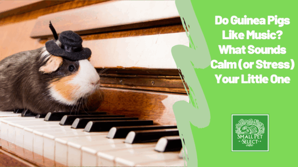 Guinea pig sitting pretty on top of a piano musical