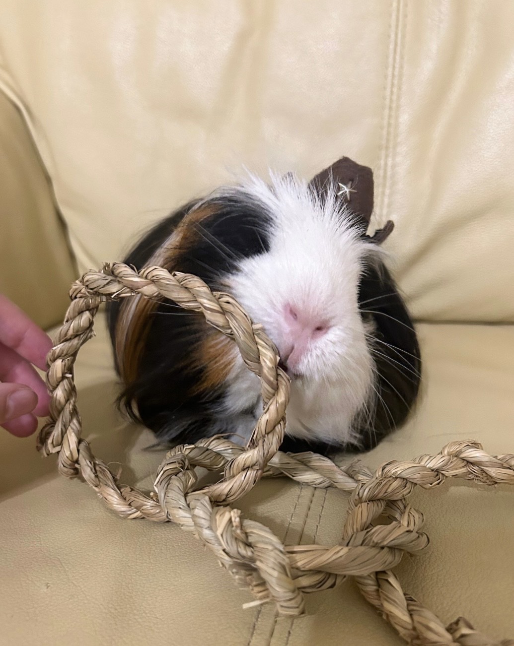 Gizmo chew toy