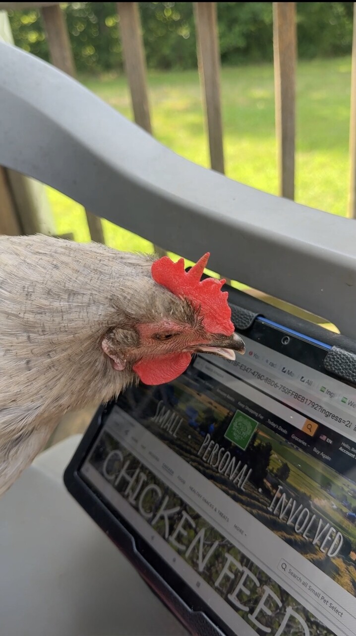 Henrietta Chicken Feed Henrietta 10 Facts