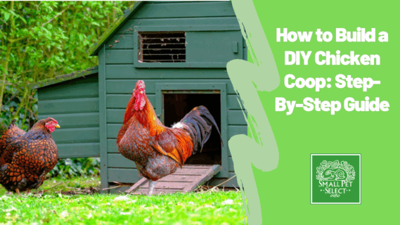 DIY chicken coop for small backyard pets