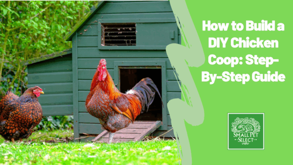 DIY chicken coop for small backyard pets
