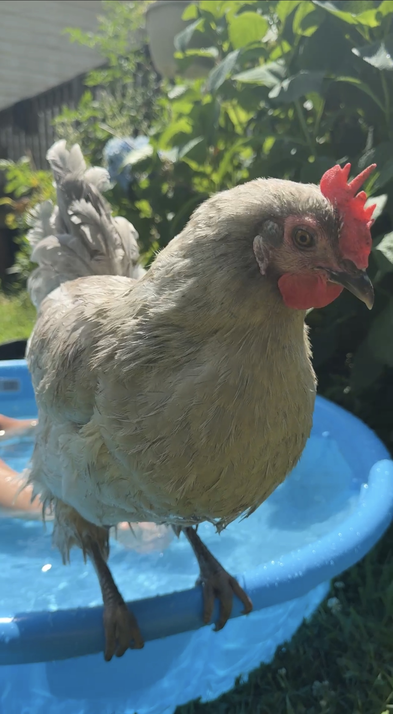 Henrietta Poolside Henrietta the chicken keeping cool by the kiddie pool in the summer