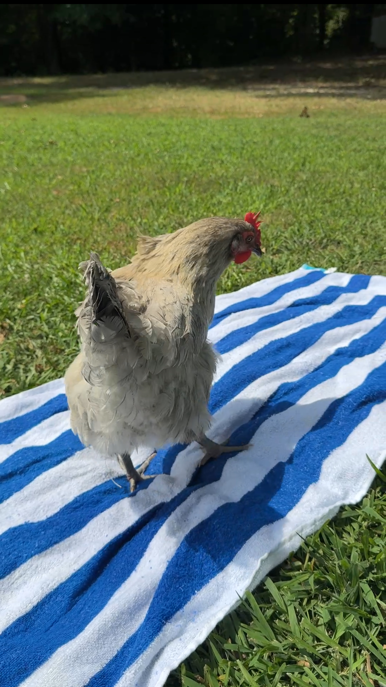 IMG_1721 Henrietta the chicken sunbathing on a beach towel while practicing ways to keep cool in the summer