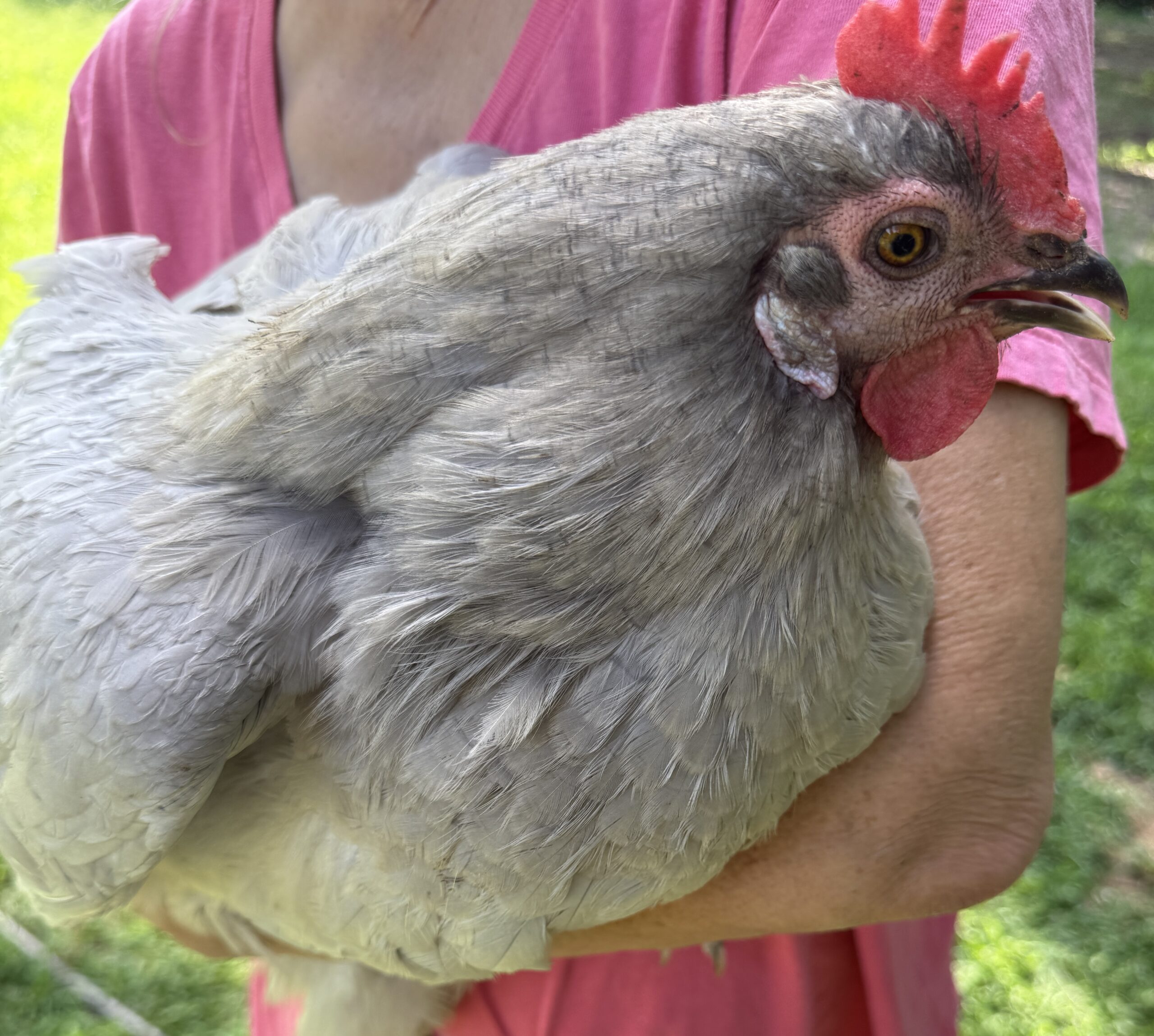 IMG_1743 Henrietta with her wings slightly open and panting a method chickens use to cool down in the summer heat