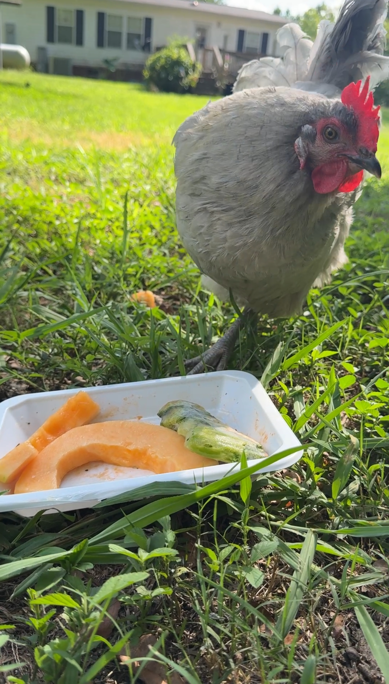 IMG_1751 Henrietta enjoying some cool fruit and frozen veggies that the humans offered to help cool the chickens during a summer heatwave