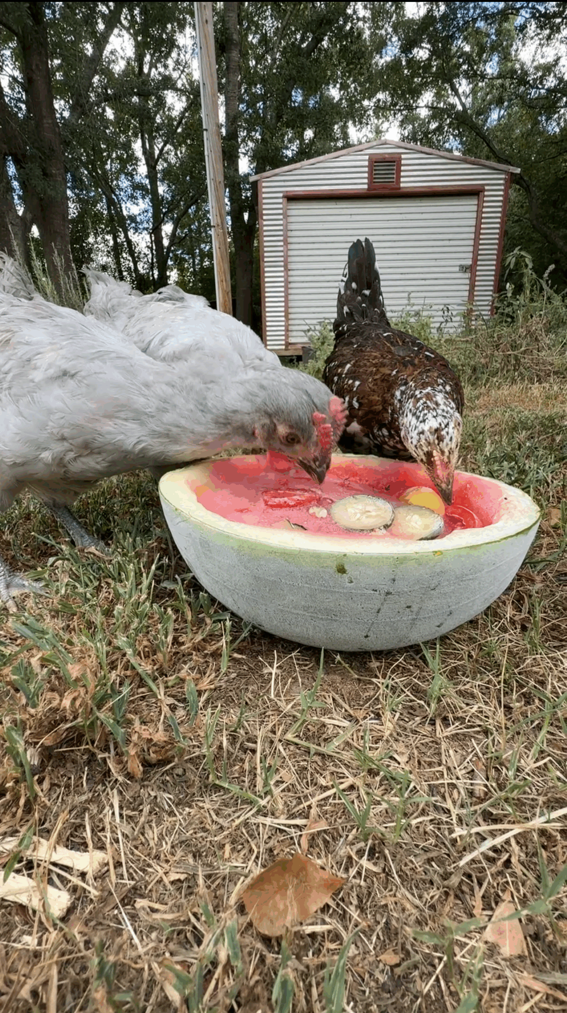 IMG_2219 Chickens cooling off by enjoying their frozen watermelon and fruit melody