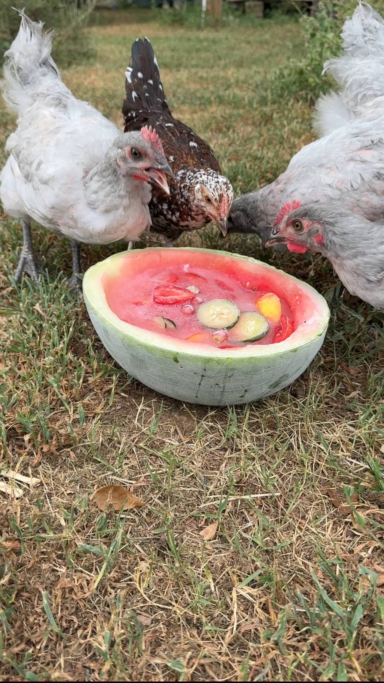 IMG_2220 Chickens cooling off with a chicken treat made of frozen watermelon stuffed with fruit and veggies