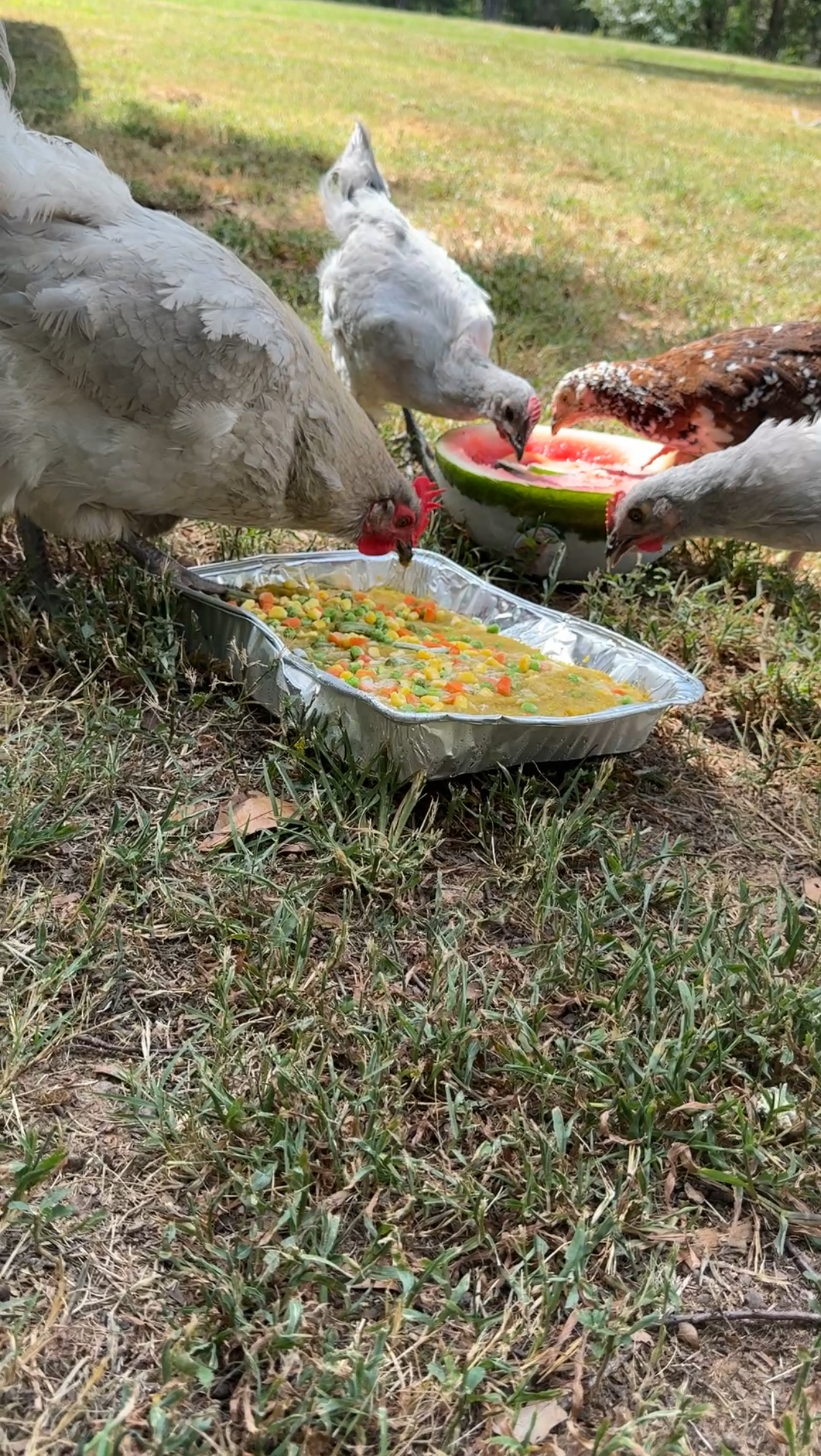 IMG_2227 2 Chickens enjoying their frozen treats to help cool them off