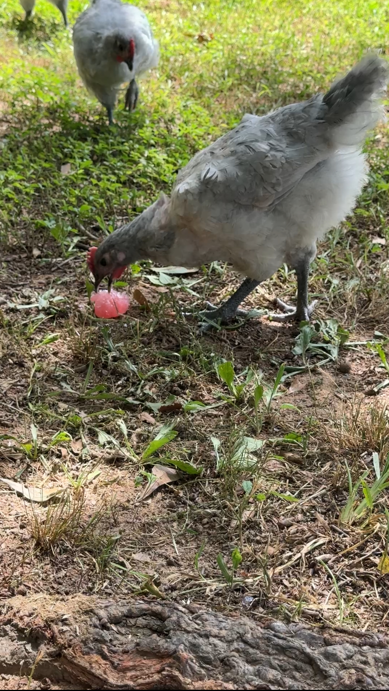 IMG_2352 Baby chicks enjoying their frozen electrolyte cubes