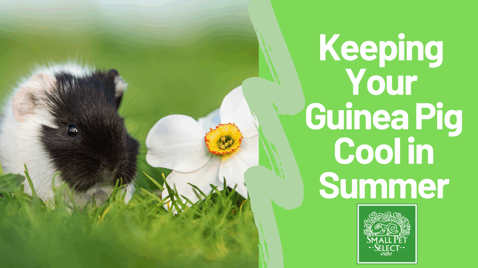Keeping Your Guinea Pig Cool in Summer: Heat Safety Tips | Small Pet ... - Summer Guinea Pig Preventative Care