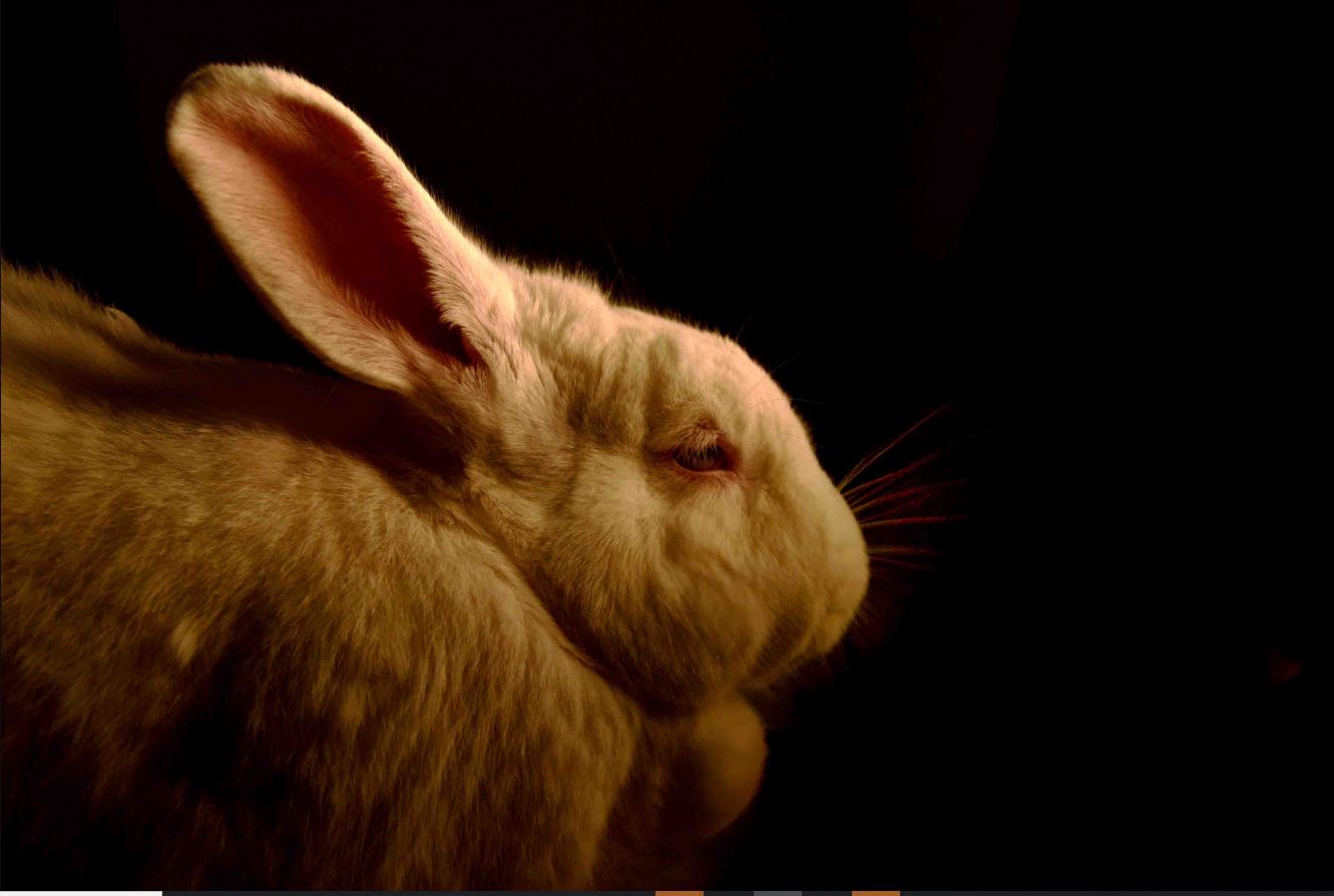 Sleepy Rabbit