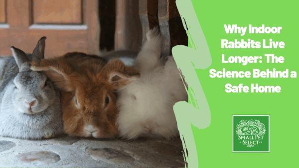 Three Adorable Rabbits Resting Together Indoors on a Sunny Day
