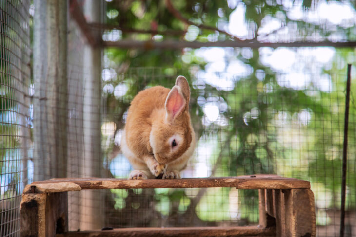 Cute bunny foraging in his cage