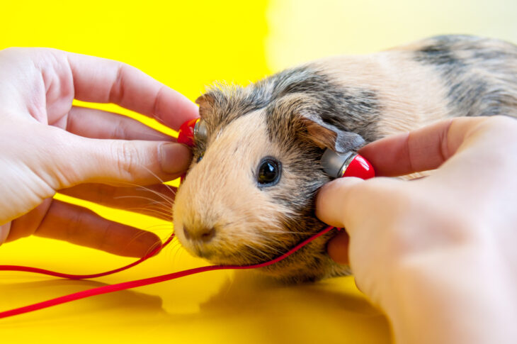 Guinea pig enjoying music with an headphone