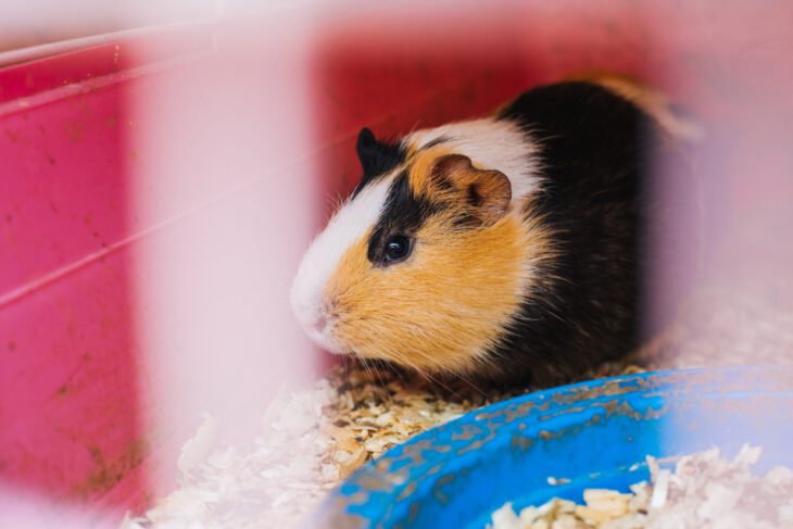 Guinea pig hiding in sawdust.