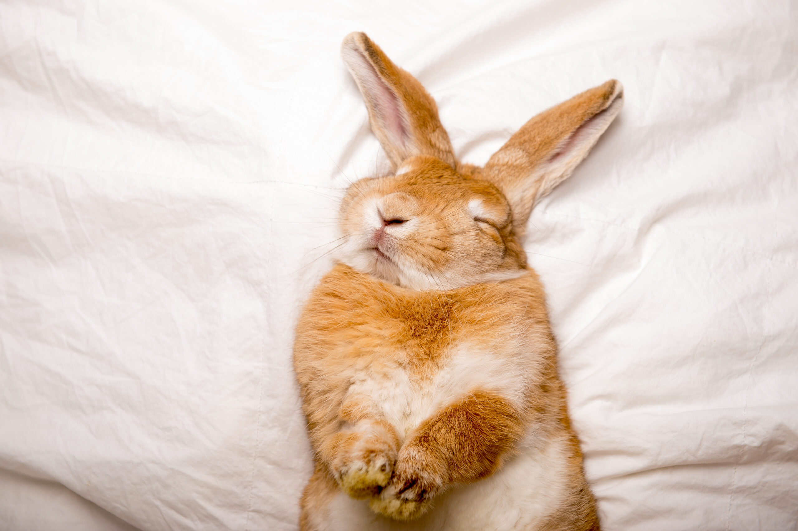 Rabbit sleeping on bed