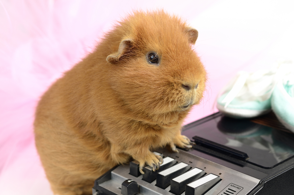 Do Guinea Pigs Like Music? What Sounds Calm (or Stress) Your Little One ...