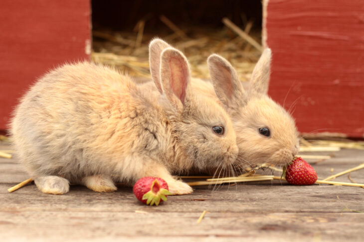 Two cute rabbits eating strawberry in an outdoor settings