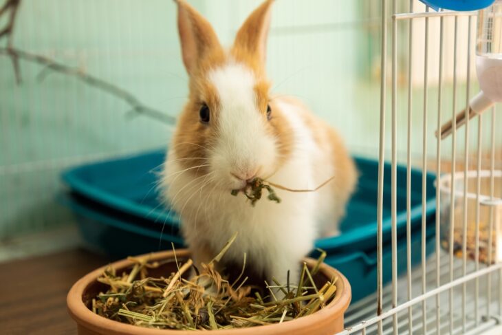 A rabbit eating rabbit-safe herbs like dill and mint