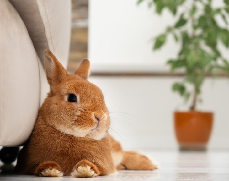 Cute little red bunny relaxing indoor near grey sofa