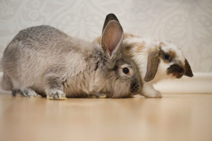 Bearded rabbit with a young aries rabbit walking together