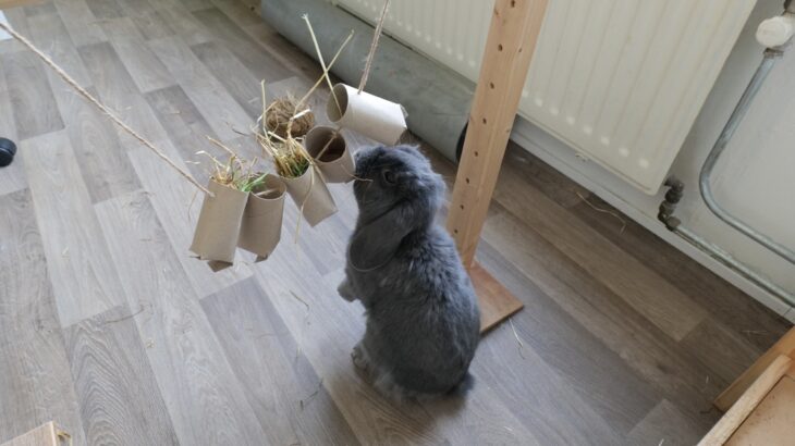 Grey holland lop bunny rabbit playing with a diy snack garland of empty toilet paper rolls
