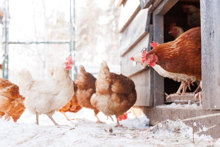 Healthy flock of chicken in a clean coop