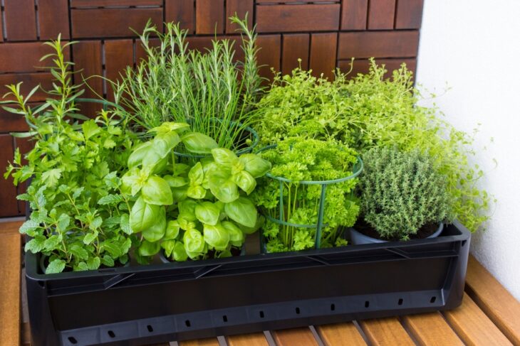 Healthy herbs for rabbits, showing a bowl of rabbit-friendly plants
