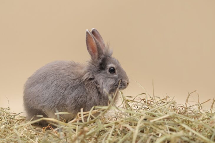 Rabbit sniffing edible herbs, illustrating safe plant choices for bunnies