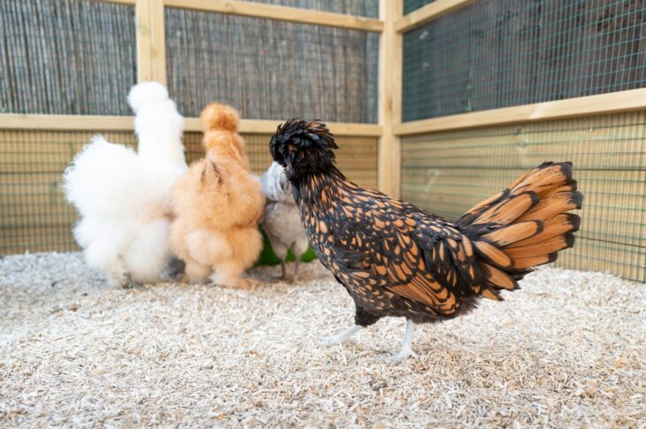 Bantam chickens flocking in a large and clean coop